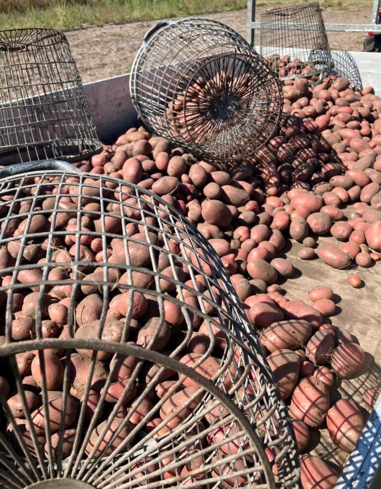 onze-eigen-pootaardappelen